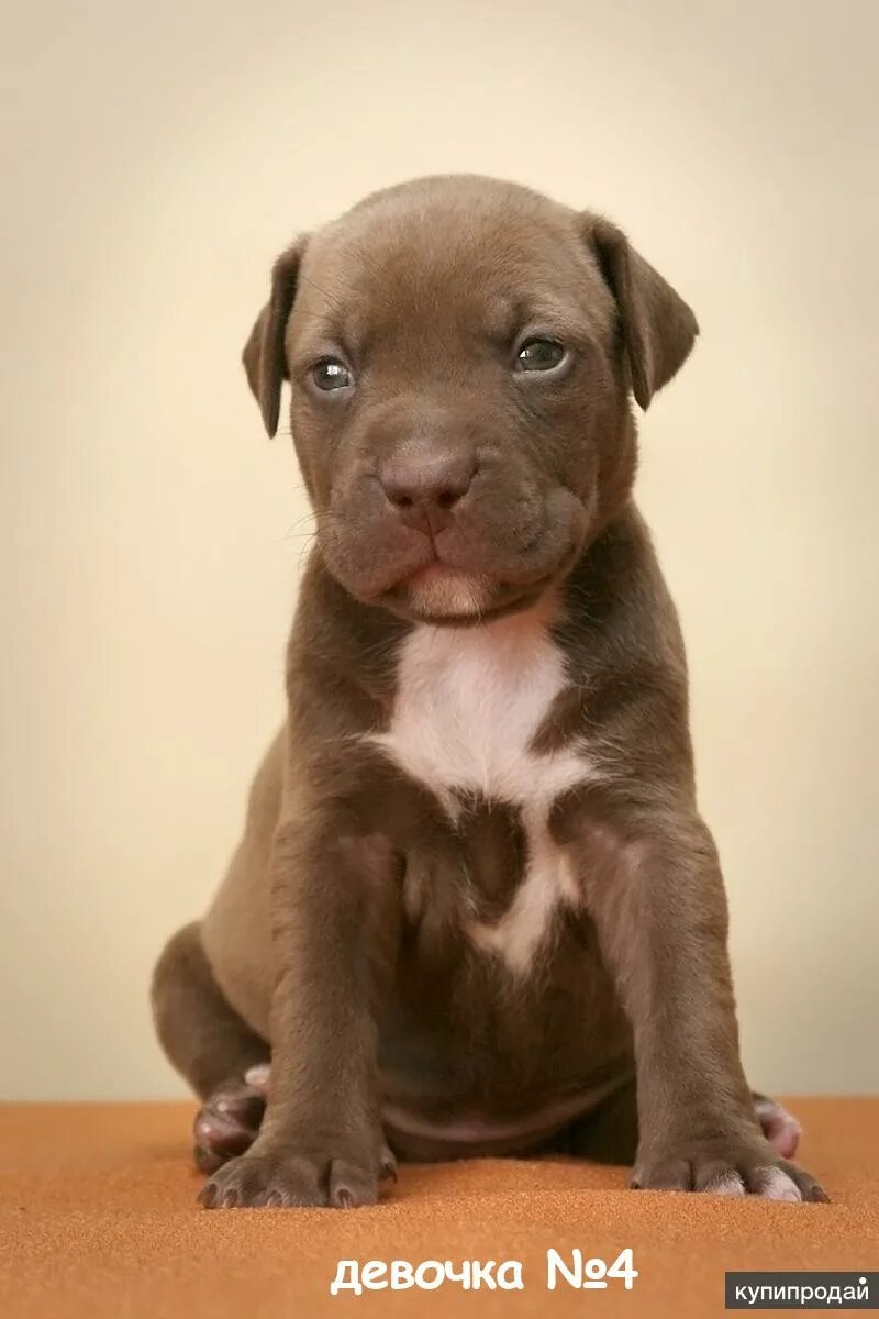 Американский питбультерьер щенки. Питбуль щенок. Питбуль краснодар. Бенгальские щенки питбуля. Шарпей питбуль смесь.