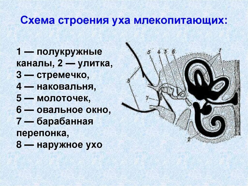 Внутреннее ухо собаки. Строение органов слуха млекопитающих схема. Строение органа слуха млекопитающих. Строение среднего уха схема. Строение пуха млекопитающих.