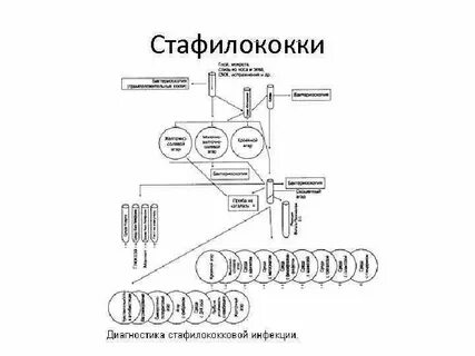 Выделение стафилококков