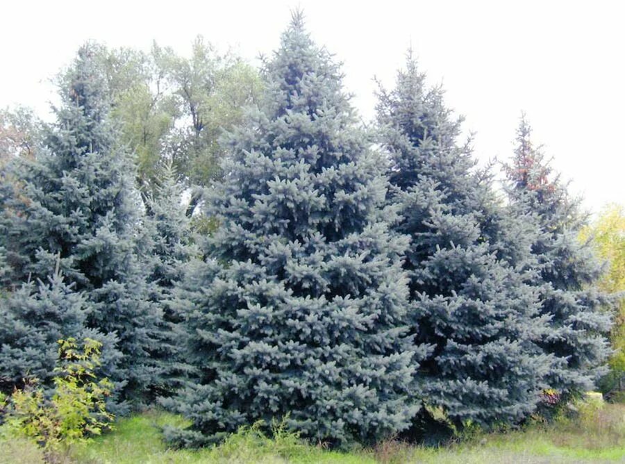 Ель колючая маджестик блю. Ель колючая "bialobok" (белобок). Ель голубая белая. Ель роял блю. Голубая ель хвоя.