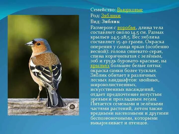 Птицы фото и описание