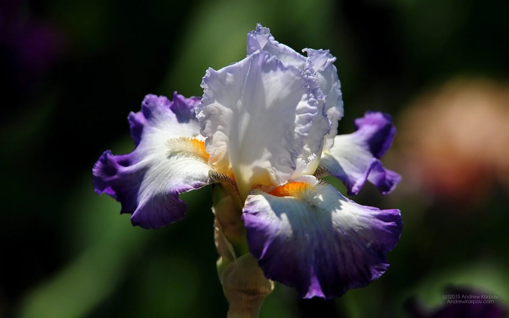 Сорт ириса резеда. Ирис global crossing. Ирис р. Ирис rare blend. Ирис касатик.