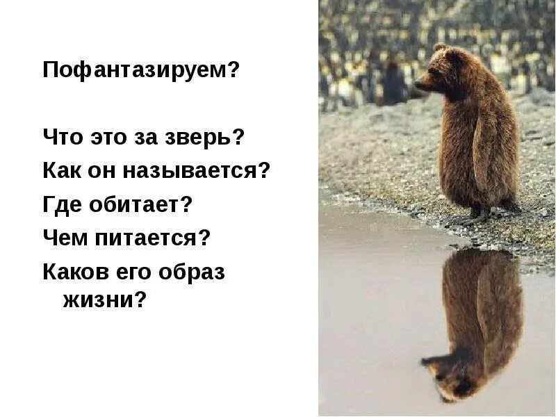 Шутки про медоеда. Никогда не отрекайся от внутреннего зверя. Росомаха сибирская. 10. Нет страшнее зверя чем человек.
