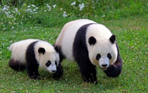 Os pandas