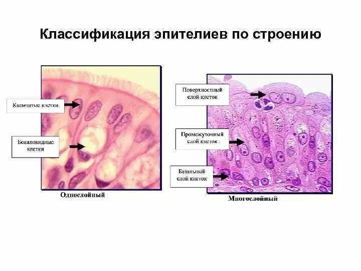 Диффероны эпителия