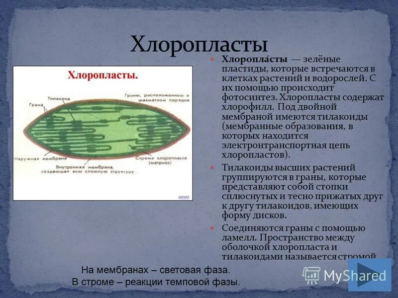 Хлоропласты описание и функции. Хлоропласт встречается в клетках. зеленые пластиды которые встречаются в клетках. хлоропласты функции. хлоропласты расположены.