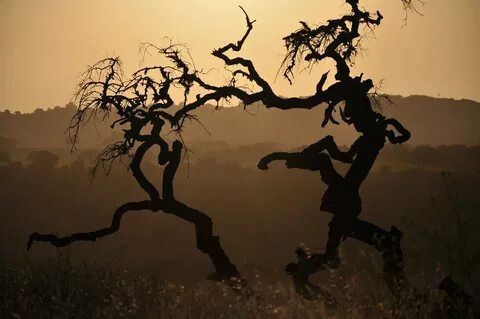 Dancing tree