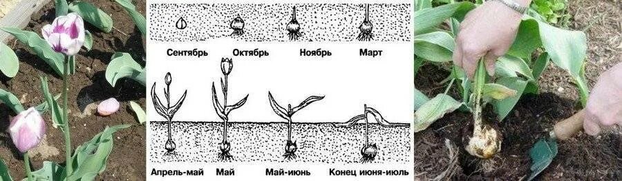 Обрезать ли тюльпаны. Технология посадки тюльпанов. Сажать тюльпаны весной в открытый грунт. Посадка луковичных весной в открытый грунт. Обрезать тюльпаны.