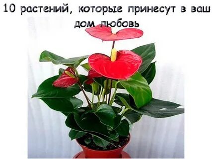 Растение любви и счастья