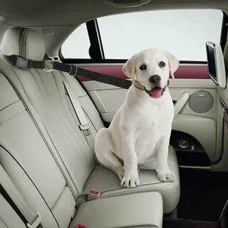 Машинки pets