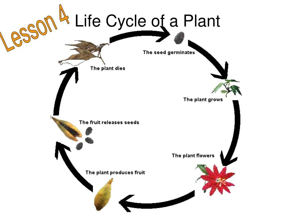 Life Cycles. Plant Life Cycle. Ceratium Life Cycle. Исследование Life Cycle. Are flowers of life