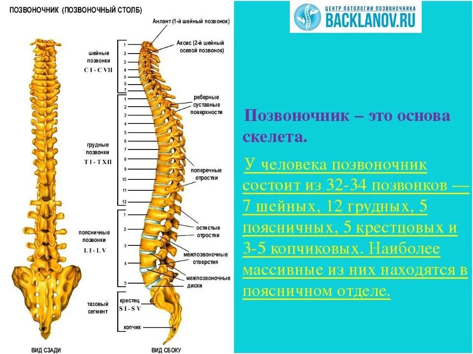 Состав отдела позвоночника. Скелет человека строение позвонка. Позвоночный столб анатомия строение. Сегменты th1-th12 позвонка. Кости позвоночника человека анатомия.