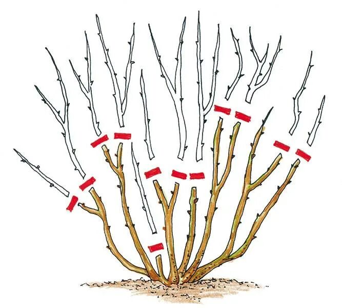 Обрезка крыжовника весной для начинающих в картинках. Обрезка крыжовника весной схема. Обрезка куста жимолости. Обрезка смородины и крыжовника осенью. Схема обрезки крыжовника весной.