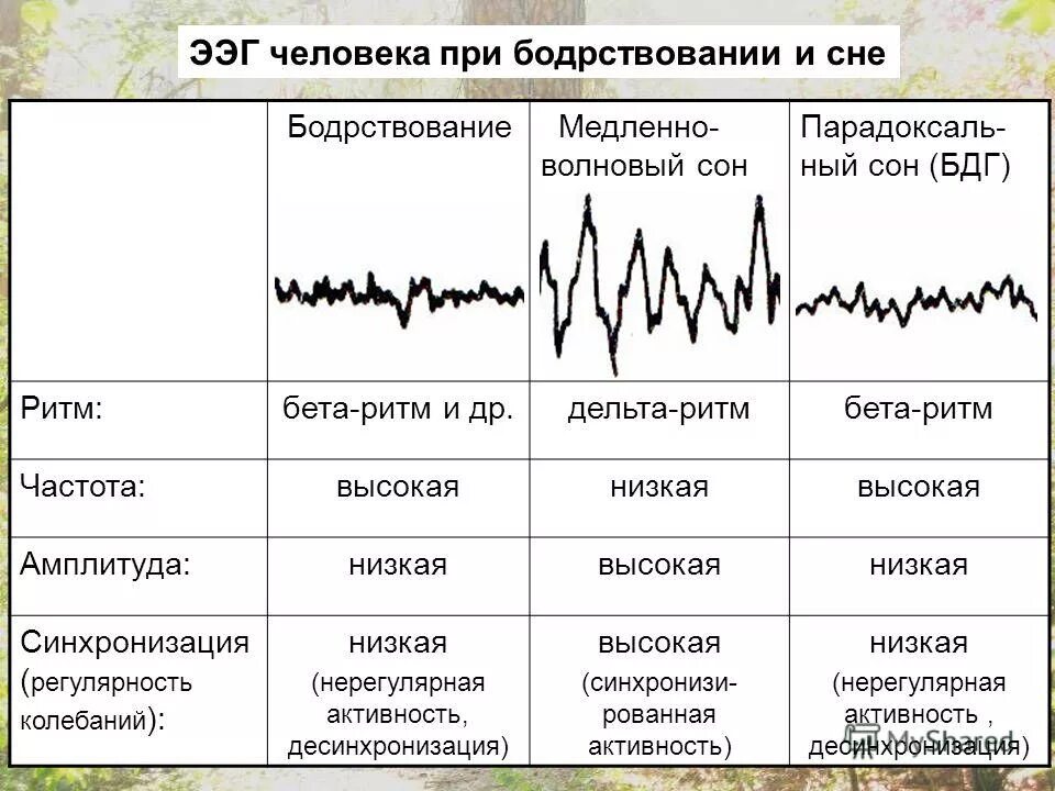 Ээг кемерово. Фазы и стадии сна ЭЭГ. Ритмы ЭЭГ И фазы сна. Ритмы бодрствования на ЭЭГ. Фазы сна ЭЭГ физиология.