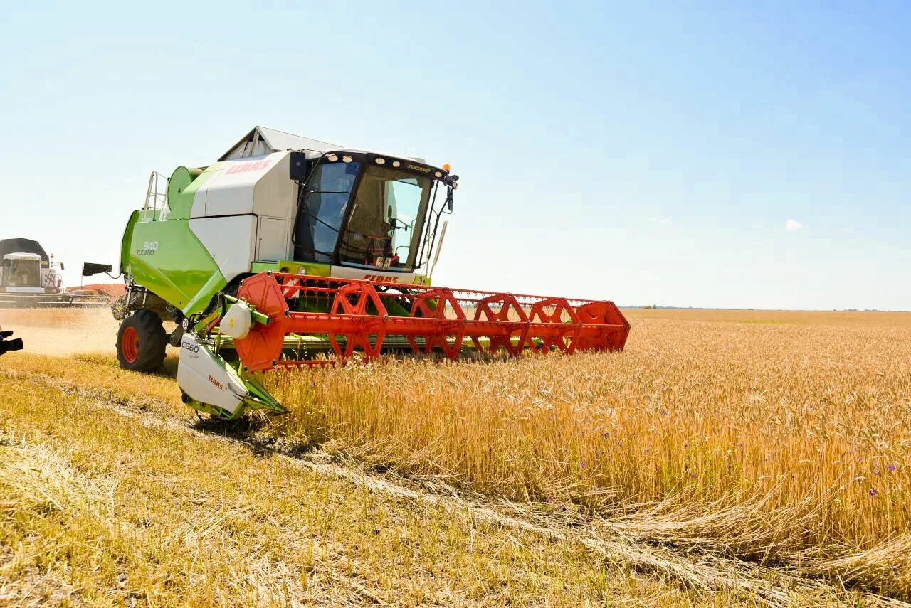 фатежская ягнятина мираторг. курская область сельское хозяйство. кфх тракен курская область. уборочная 2022. растениеводство в курской области.