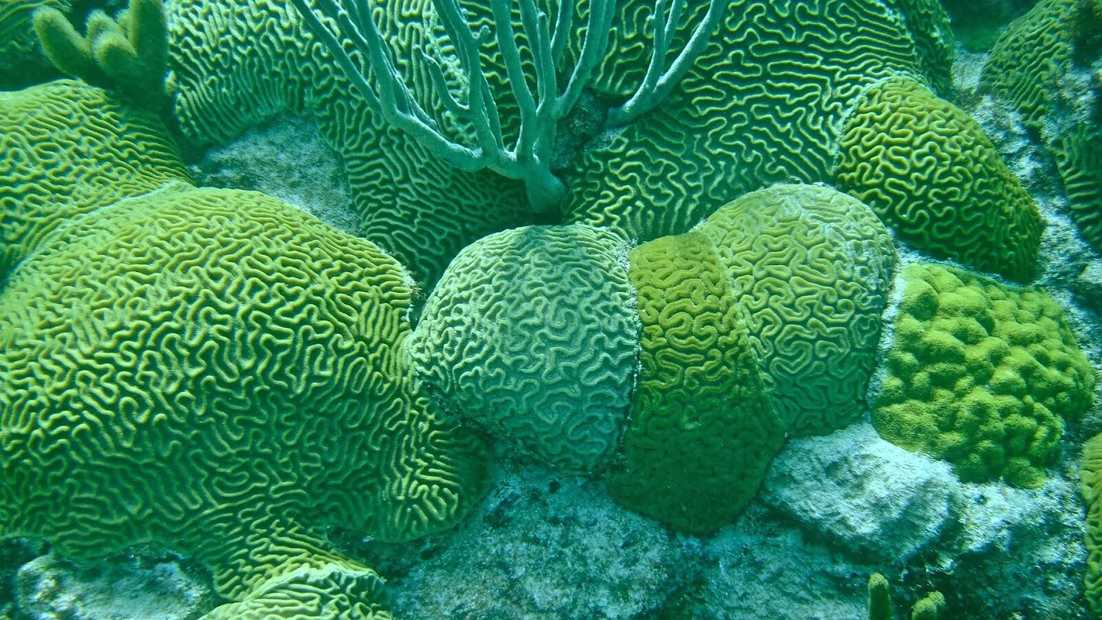 Coral reef s. Коралловые полипы мозговик. Мозговик коралл Кишечнополостные. Коралловые полипы и водоросли. Коралловые рифы мозговик.