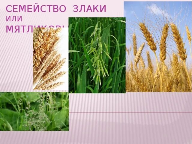 Презентация семейство злаки биология 7 класс. Однодольные семейство злаковые. Злаки список продуктов. Класс однодольные семейство злаки. Презентация семейство злаки биология 7 класс.