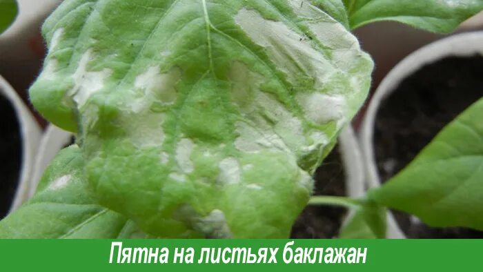Ожог баклажан солнечный. Фомоз рассады баклажан. белая пятнистость рассады перца. антракноз рассады баклажанов. болезни баклажан мучнистая роса.