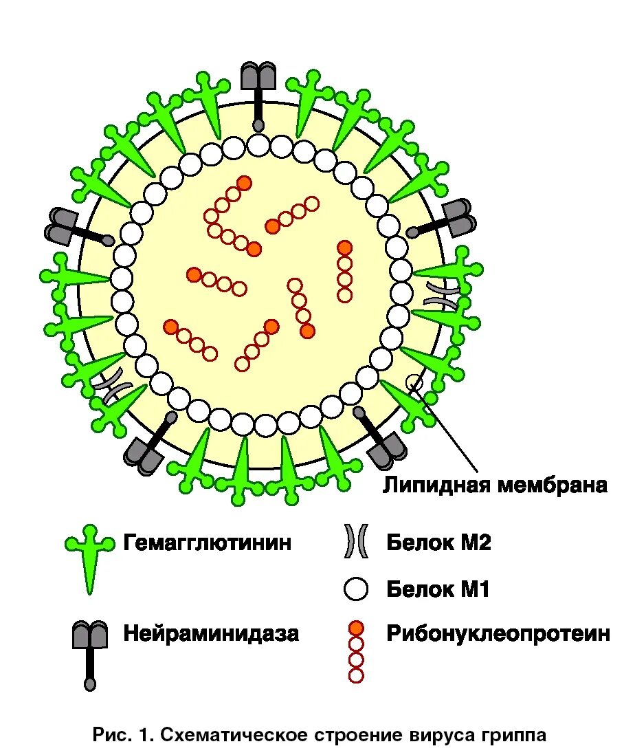 Состав гриппа. Антигенная структура вируса гриппа схема. Строение вириона вируса гриппа. Схема вириона вируса гриппа. Схема строения вируса гриппа.