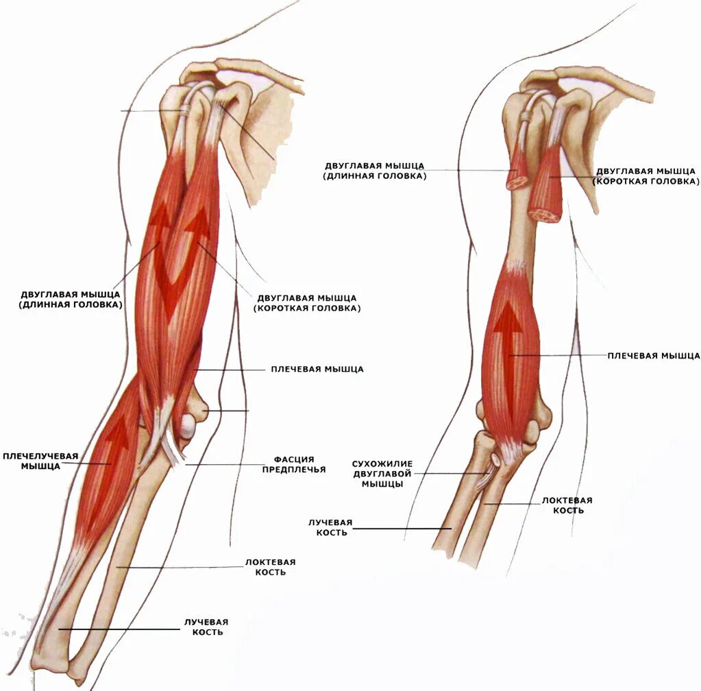 Анатомия мышц рук человека. M brachioradialis m brachialis. Брахиалис мышца анатомия. Бицепс плеча анатомия. Сухожилие бицепса плеча анатомия.