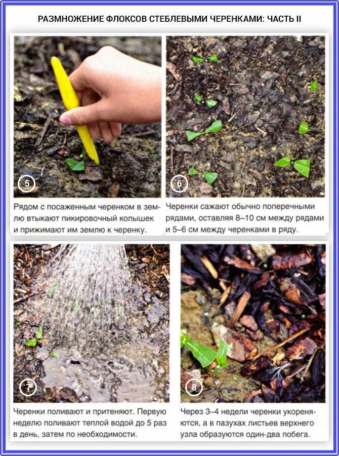 Размножение флоксов. Черенкование флокса метельчатого. Флокс метельчатый размножение. Размножение флоксов. Флокс метельчатый размножение черенками осенью.