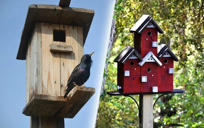 Дворец скворца. Прилет скворца весной. Обыкновенный скворец. Обыкновенный скворец в скворечнике. Птицы весной.