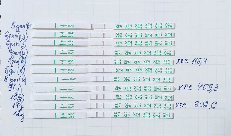 На какой день после эко тест покажет. Тесты ХГЧ после переноса 5. Тесты ХГЧ по дням после переноса эмбрионов. Тест ХГЧ после подсадки. ХГЧ при эко по дням после переноса тест.