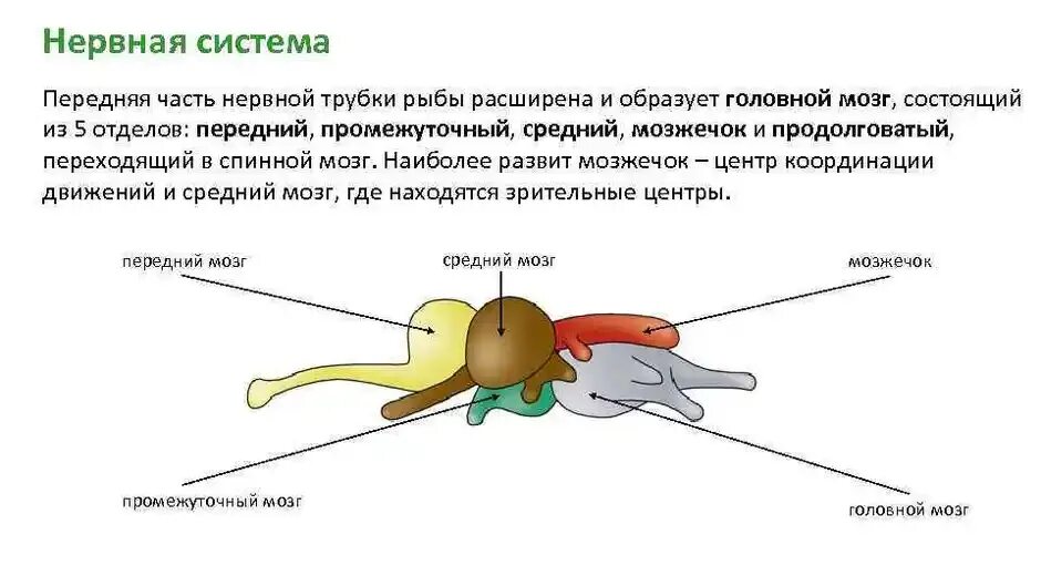 Brain fish. Нервная система костных рыб схема. Нервная система функции отделов головного мозга рыб. Схема строения головного мозга костных рыб. Отделы головного мозга рыбы схема.