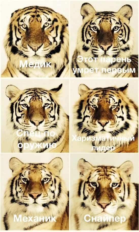 Названия видов тигров. Окрасы тигров. Вид окраски тигра. Тигры разных видов. Тигры разных окрасов.