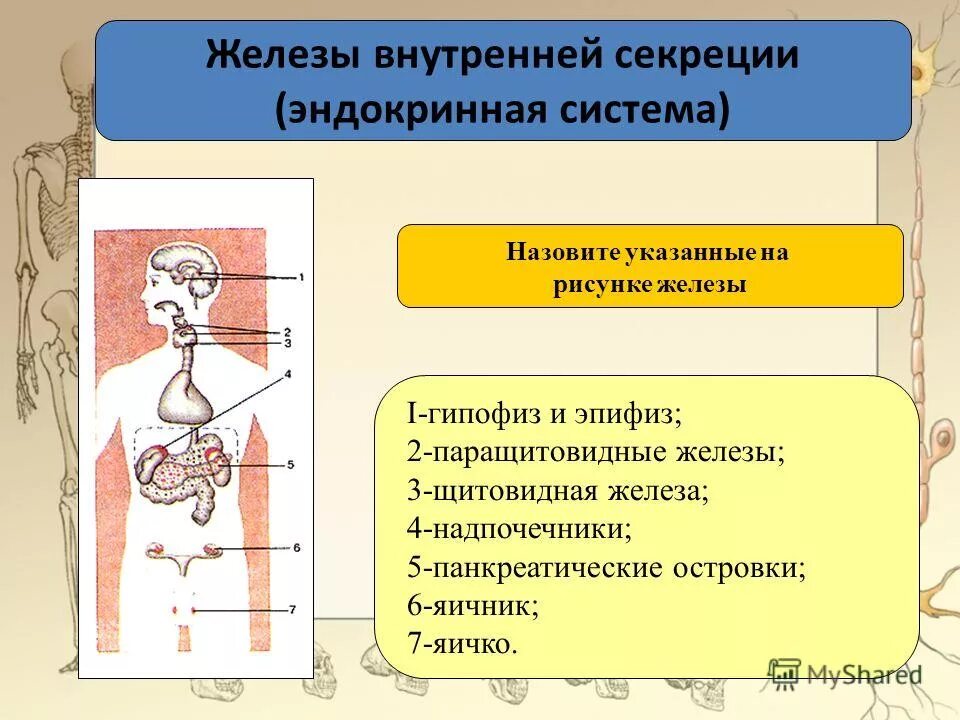 Железами внутренней секреции называют железы:. Железы внутренней секреции человека 8 класс биология. Перечислите железы внутренней секреции. Внутрисекреторная деятельность желез внутренней секреции. Железы биология 9 класс