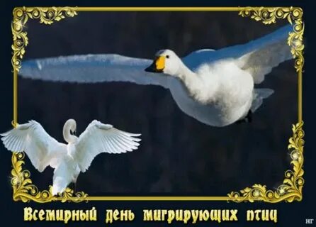День мигрирующих птиц 2024