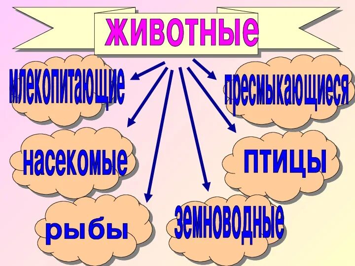 3 класс окружающий разнообразие животных урок. Разнообразие животных 2 класс. Разнообразие животных презентация. Разнообразие животных 3 класс окружающий мир. Многообразие животных 2 класс.