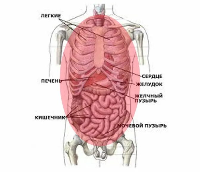 Органы человека с ребрами. Строение человека спереди под ребрами. Внутренние органы под ребрами. Расположение внутренних органов под ребрами. Строение человека внутренние органы под ребрами.