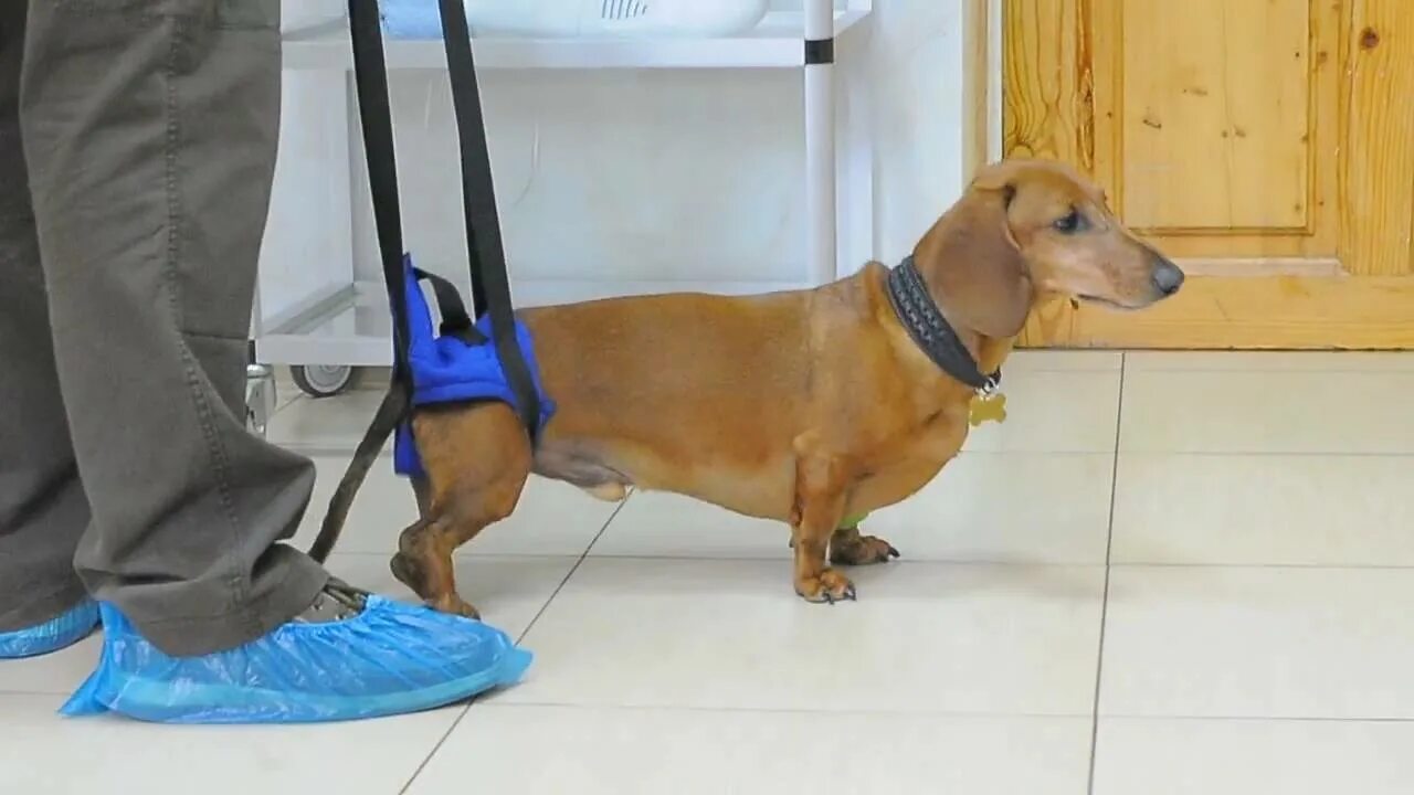 Лечение задних лап у собак