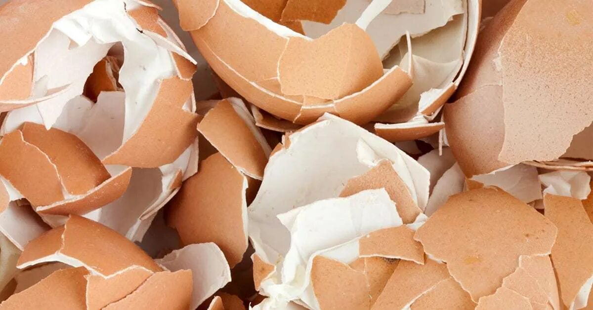 Как можно использовать скорлупу