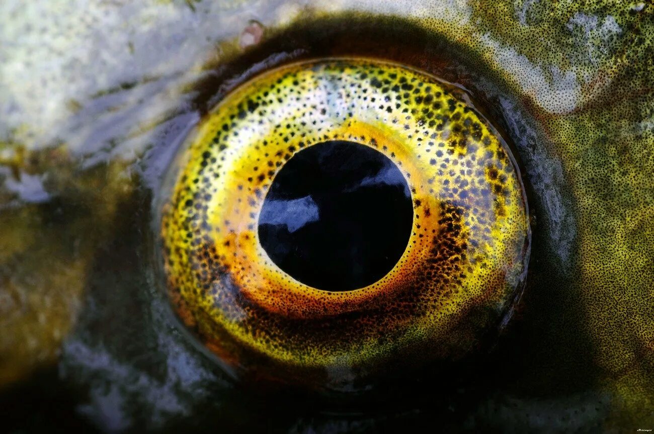 Какие глаза у рыб. Глаз рыбы. Рыбий глаз. Глаза щуки. Щучий глаз.