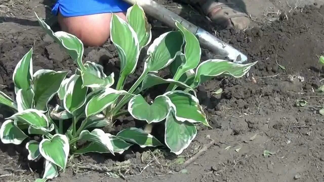 Хост посадка и уход. Хоста черенки. хоста рассадка. хоста растение размножение. хоста рассаживание.