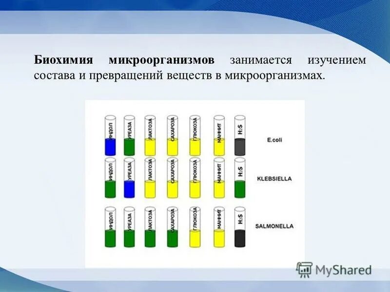 Биохимия и микробиология. Биохимия микроорганизмов.