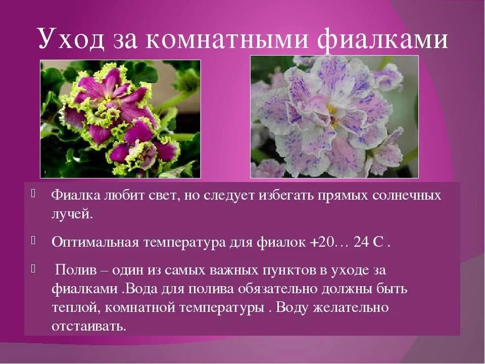 Фиалки описание уход