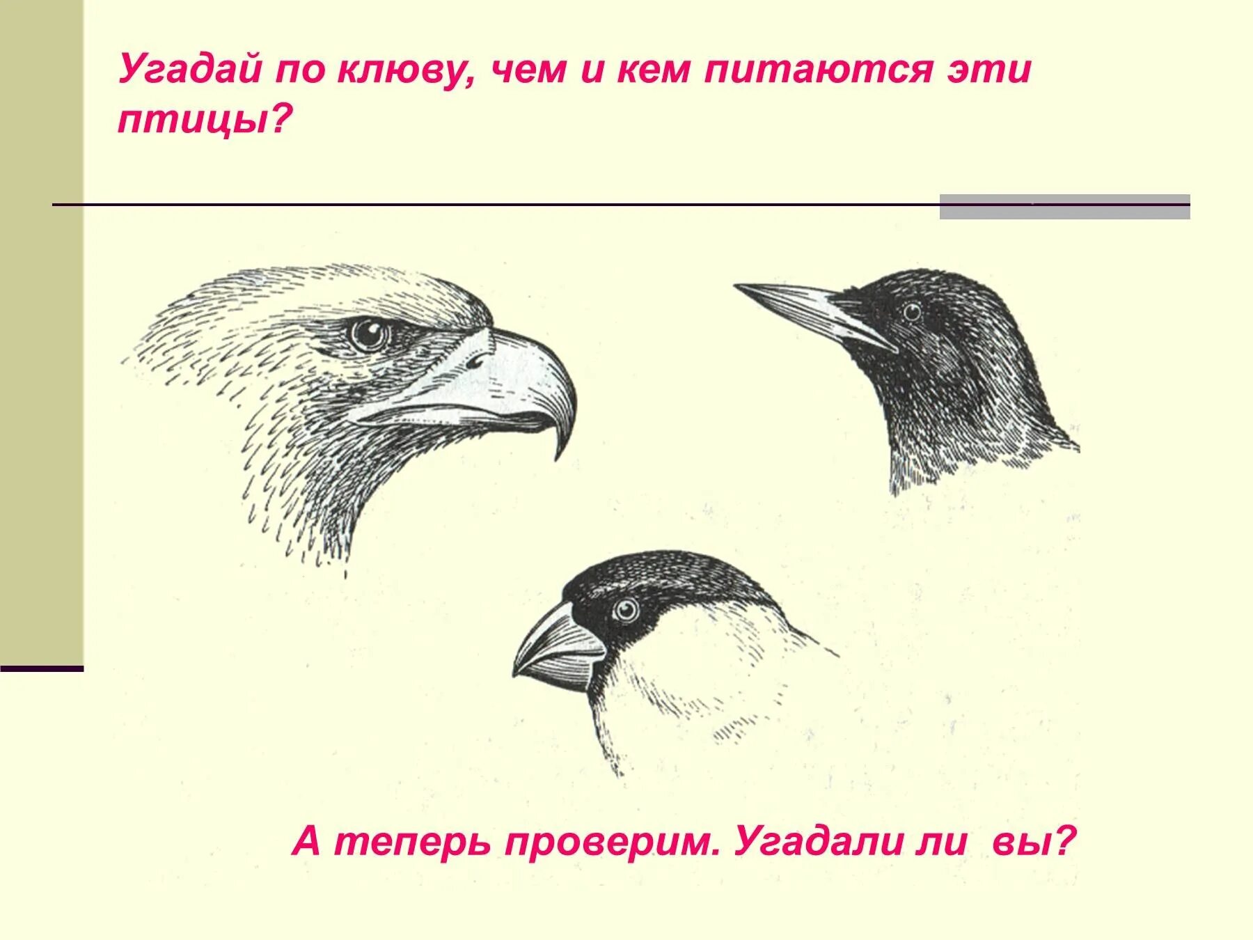 На рисунке изображены формы клюва. Клювы птиц. клювы птиц по типу питания. форма клюва. виды клювов у птиц.