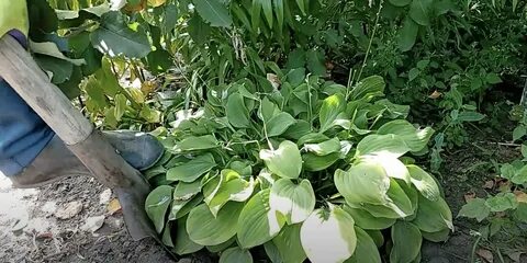 Пересадка хост осенью на новое место