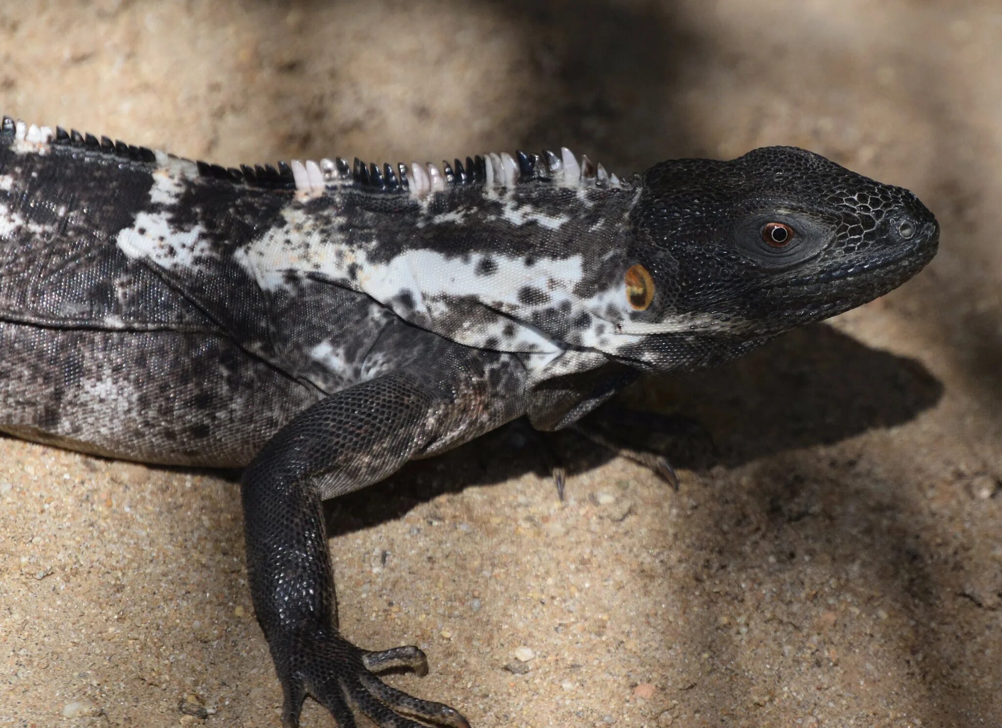 Ctenosaura pectinata. Ctenosaura palearis. Черная игуана. Ctenosaura oedirhina.