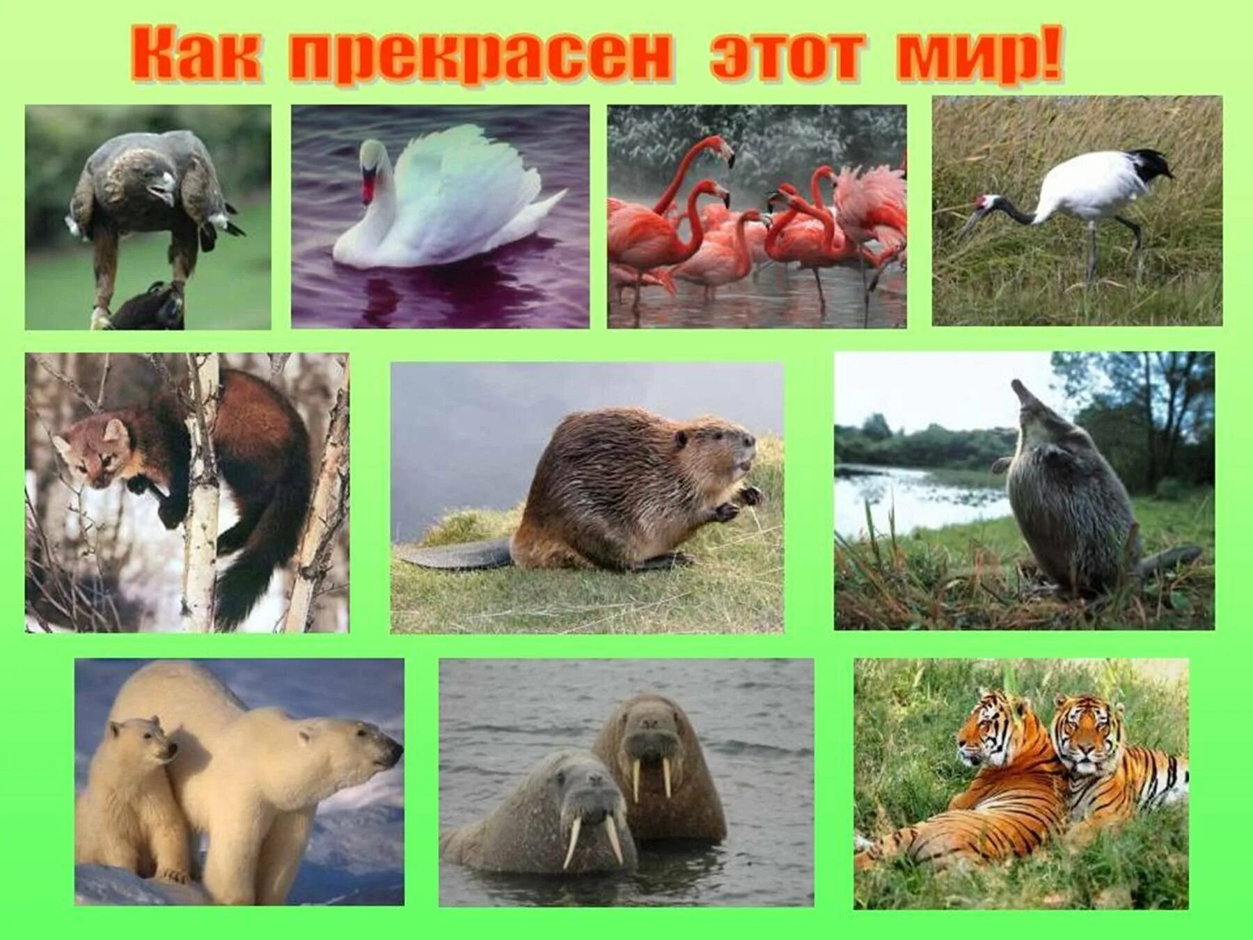 Охрана природы охрана животных. Берегите животных для детей. Надпись берегите животных. Надпись берегите животных. Животные которые нуждаются в охране.