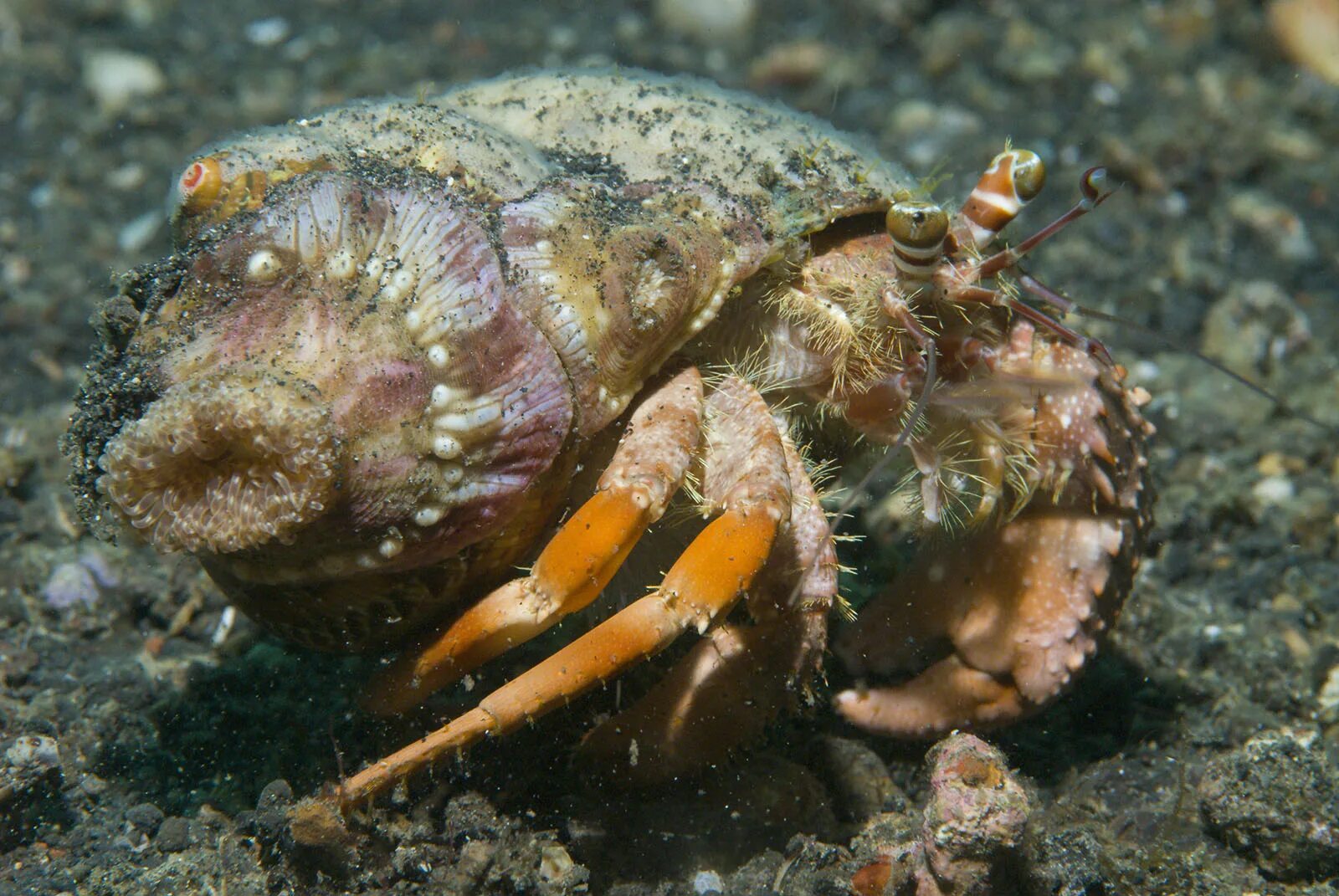 краб отшельник фото. дрозд отшельник. «святой антоний и святой павел отшельник» бернардино пинтуриккью. отшельник ранее сканворд. старец с посохом.