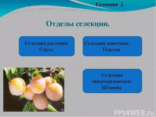 селекция растений. метод получения полиплоидов. изменчивость в селекции. использование соматических мутаций. изменчивость растений.