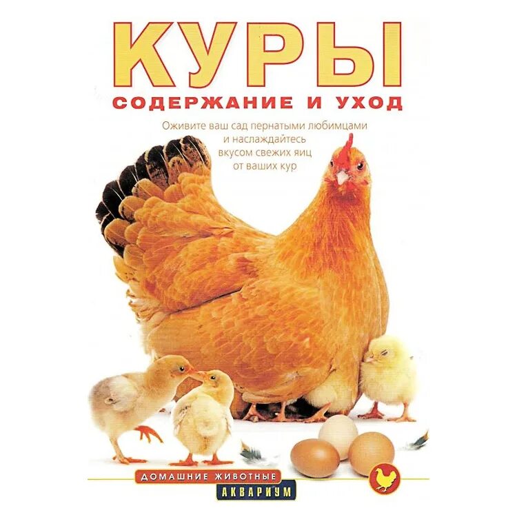 Куры содержание уход. Книги про кур. курица с книгой. книга куры. книги о домашних животных куры.