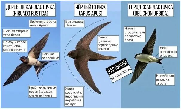 Почему летит птица