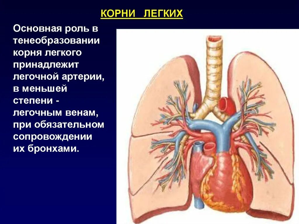 Корни легких структурны что это. Корни легких. Корень легкого. Сосуды корня легкого.