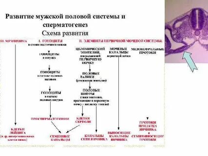 1 развитие половых органов