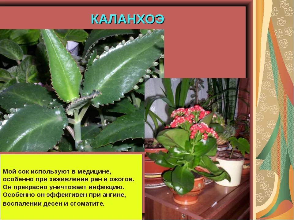 Каланхоэ пильчатолистное (kalanchoe serratifolium). Каланхоэ значение цветка. Каланхоэ значение цветка. Каланхоэ значение цветка. Каланхоэ мадагаскарский.